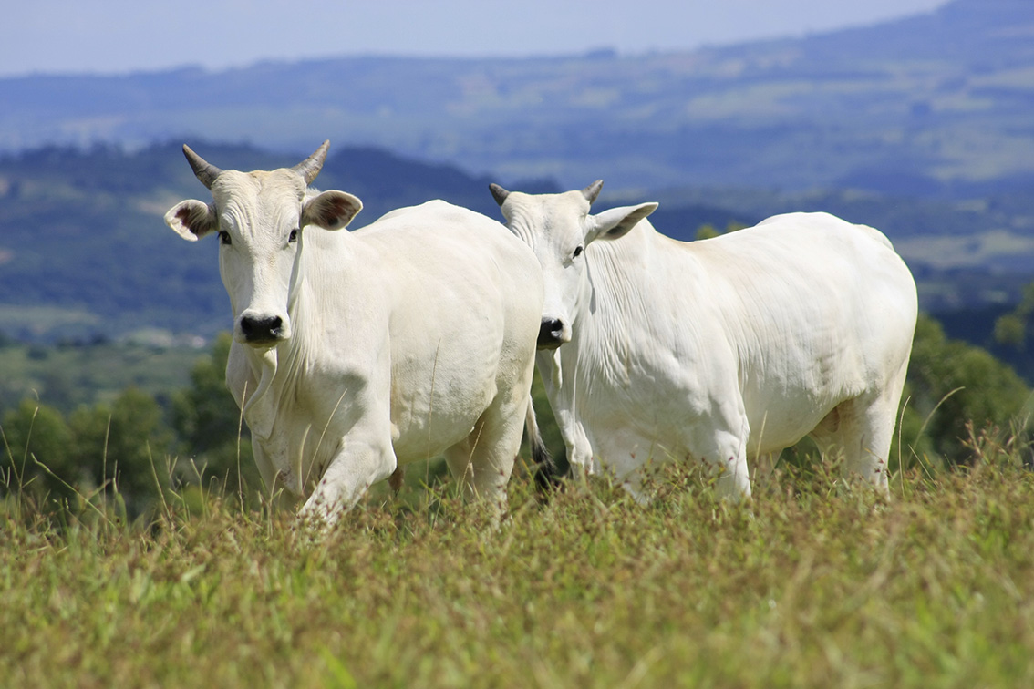 A produção de carcaças de bovinos alcançou o segundo recorde consecutivo na série histórica, com a marca de 8,2 milhões de toneladas. Esse valor foi 11,1% mais alto do que o recorde alcançado no ano anterior (7,4 milhões de toneladas)