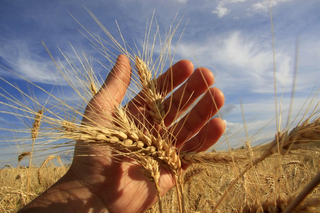 Novo leilão de apoio ao escoamento de trigo será realizado nesta