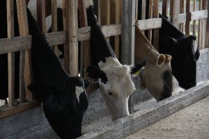 Fazenda de produção de leite em Castro (PR); região é vista como uma das com maior potencial de crescimento da atividade no país pelo banco holandês