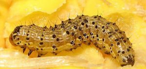 Helicoverpa_armigera_larva