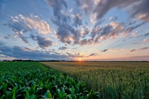 agricultura_Linda_G