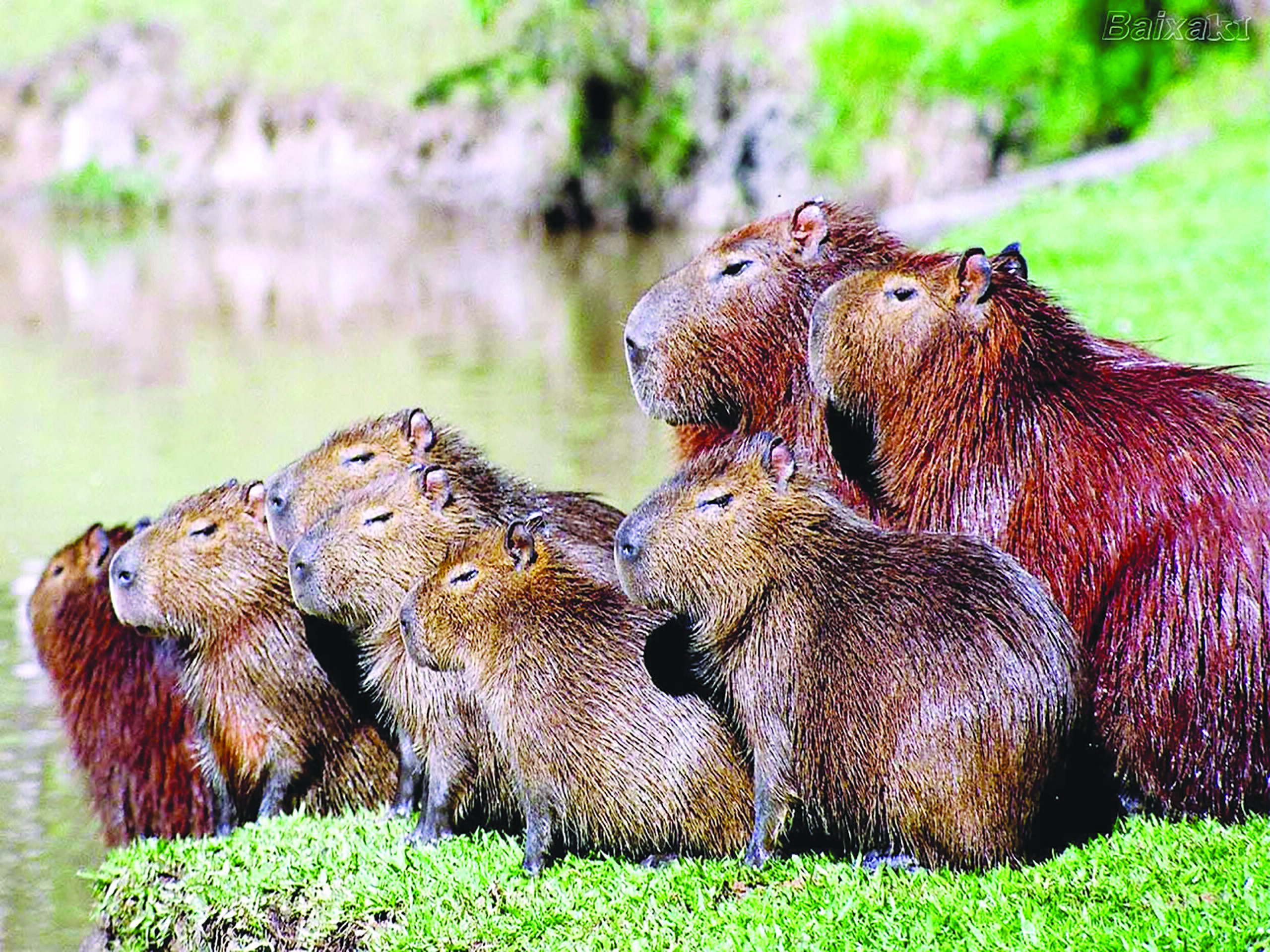 Rivergo uma capivara que vem conquistando adultos e crianças