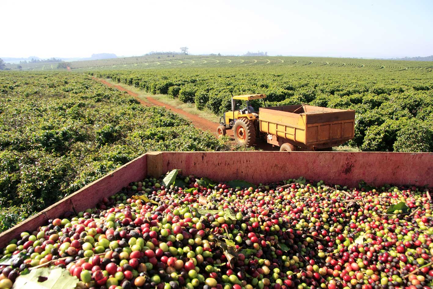 Jornal do Campo ES  Colheita do café conillon começa em breve