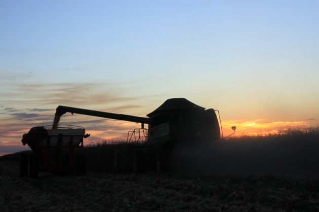 colheita milho espiga tibagi por do sol (63)