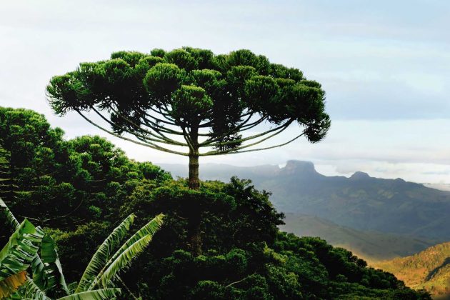 araucaria