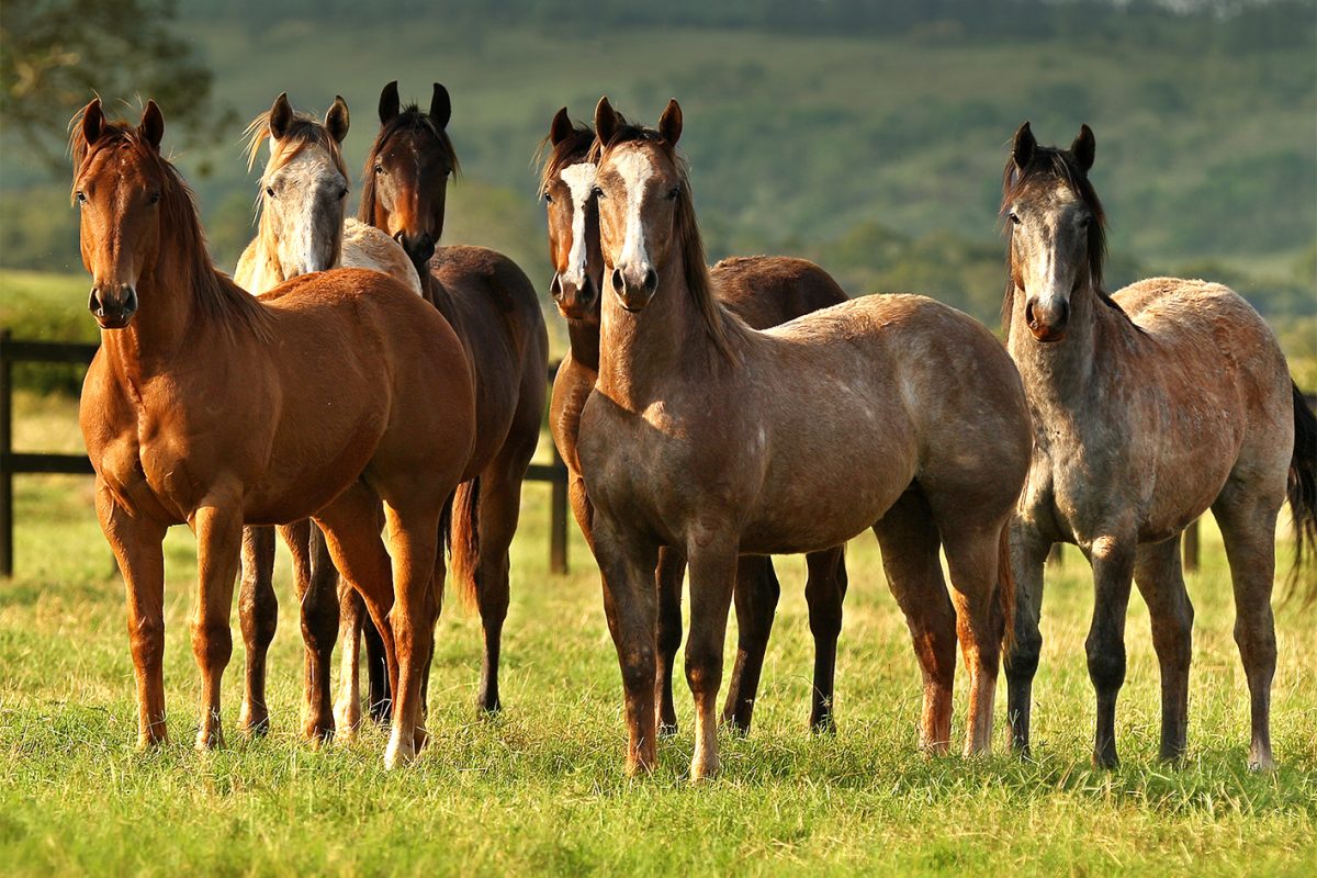 Cavalos: criação movimenta o agronegócio brasileiro