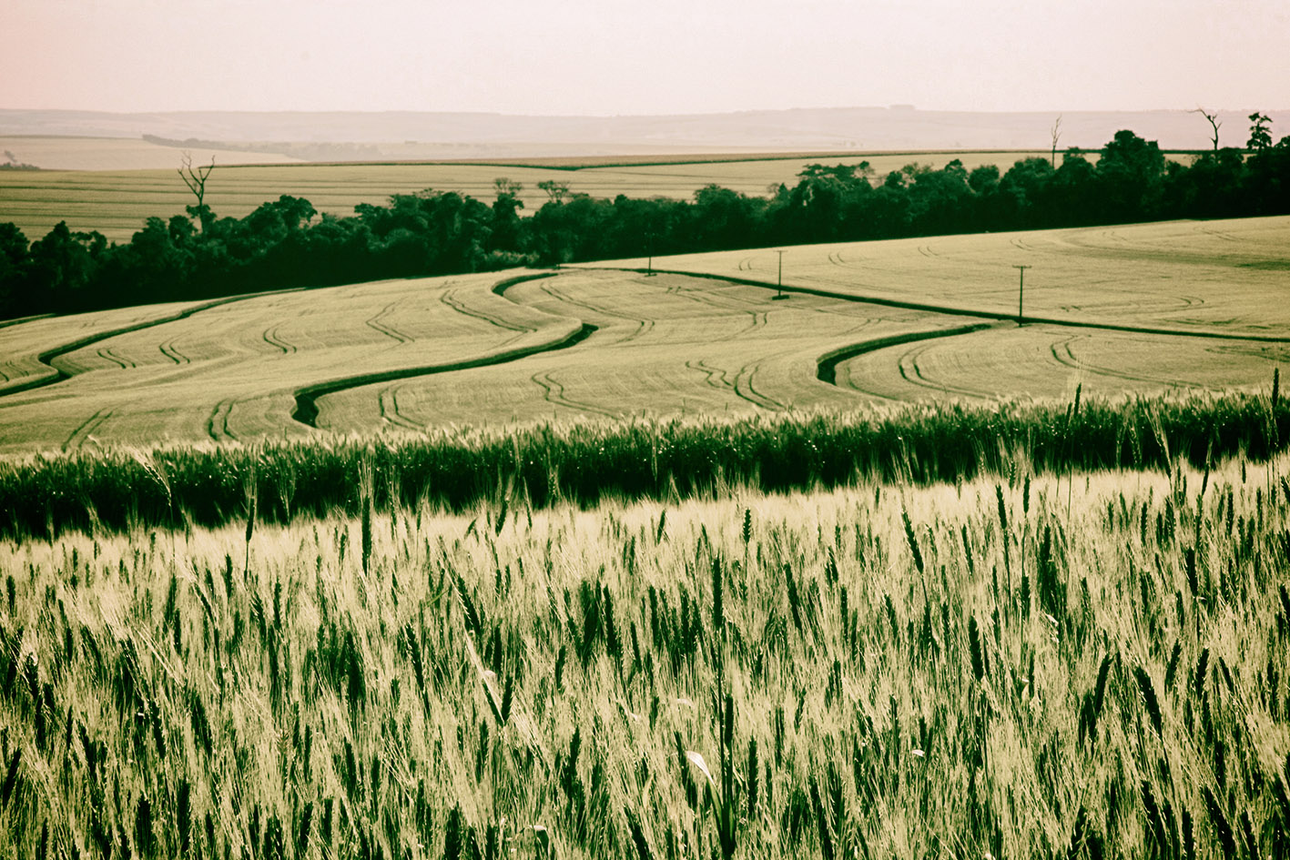 Lavoura de trigo na região de Guarapuava, Centro-Sul do Paraná