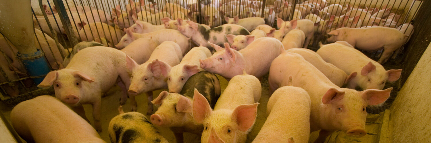 Imagem mostra vários leitões em uma típica granja de suinocultura