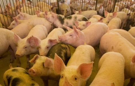 Imagem mostra vários leitões em uma típica granja de suinocultura