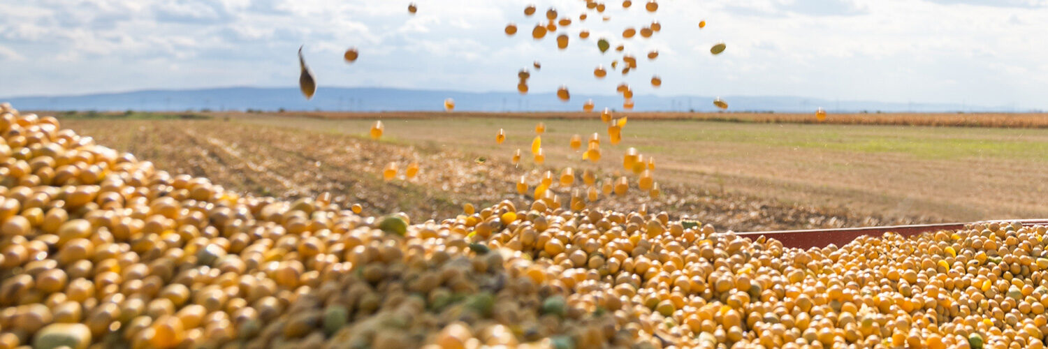 Campo e Cia Soja