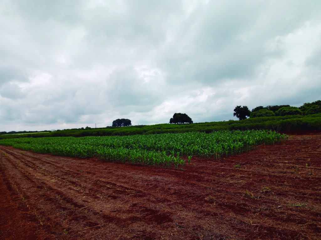 Área agrícola com plantação de milho.