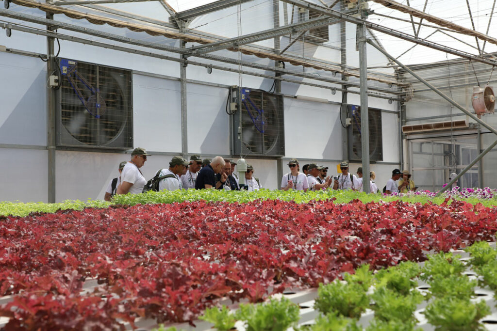 Grupo de pessoas visitando produção de hortaliças em sistema hidropônico. No primeiro plano, estão alfaces verde e roxo.