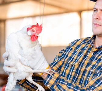Avicultor segurando uma galinha nas mãos usando luva, ilustrando novos cursos na área de avicultura, oferecidos pelo SENAR-PR