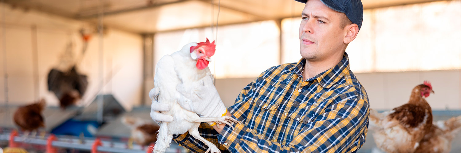 Avicultor segurando uma galinha nas mãos usando luva, ilustrando novos cursos na área de avicultura, oferecidos pelo SENAR-PR