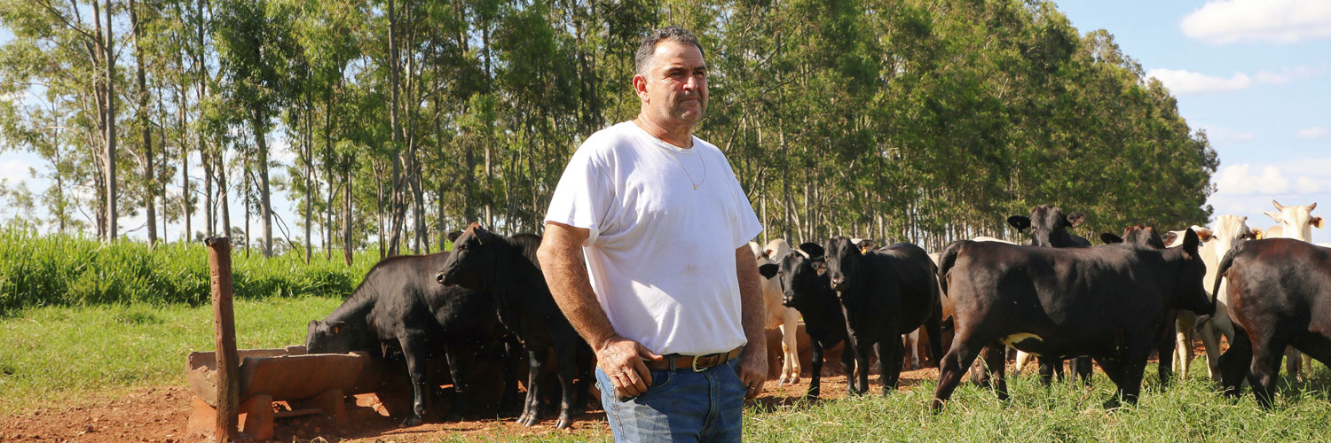 O produtor César Vellini, em frente a um rebanho bovino. Ao fundo, vê-se eucaliptos