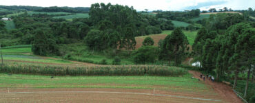 Imagem mostra campo com lavoura em primeiro plano e floresta montanhosa ao fundo