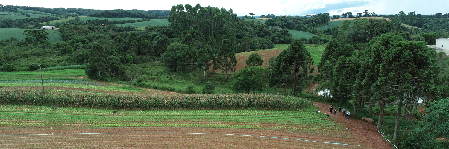 Imagem mostra campo com lavoura em primeiro plano e floresta montanhosa ao fundo