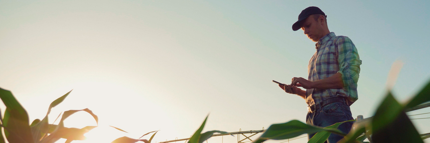 Produtor rural em meio à lavoura com celular na mão