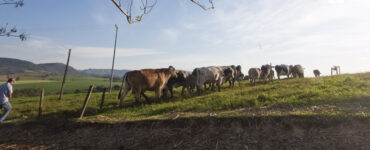 Propriedade rural voltada à produção de leite com animais pastando em dia de sol