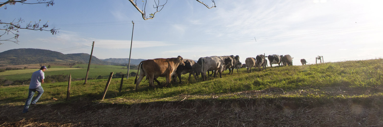 Propriedade rural voltada à produção de leite com animais pastando em dia de sol