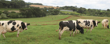 vacas leiteiras