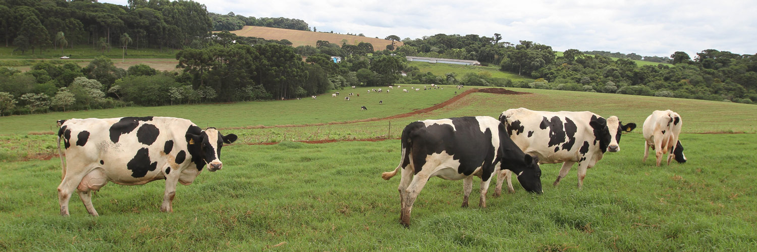 vacas leiteiras