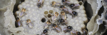 Abelhas da espécie guaraipo em uma fotografia que retrata o ninho dos pequenos insetos sem ferrão