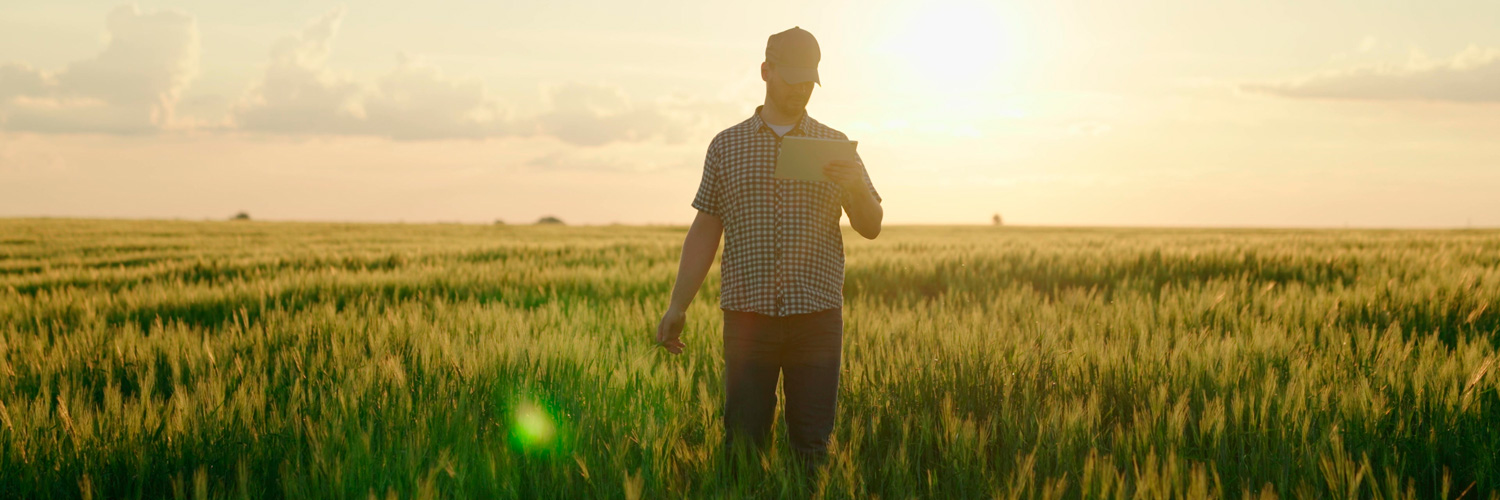 Produtor rural em um campo de trigo aparece de costas com céu do entardecer e o sol ao fundo