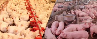 Imagem dividida ao meio com uma parte retratando o interior de uma granja de frangos e a outra metade com uma criação de suínos