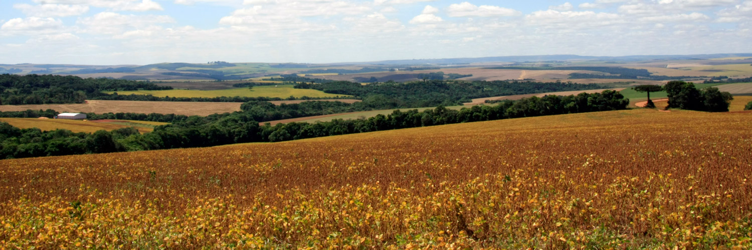 Lavoura seca de soja em primeiro plano, com paisagem rural ao fundo de planície, demonstrando preocupação do setor com menor cobertura de seguro rural e perspectiva de quebra na safra