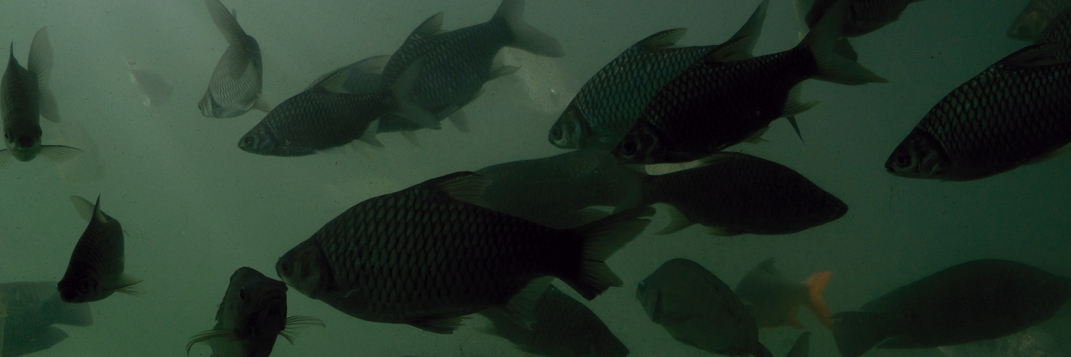 peixes nadam em água turva esverdeada