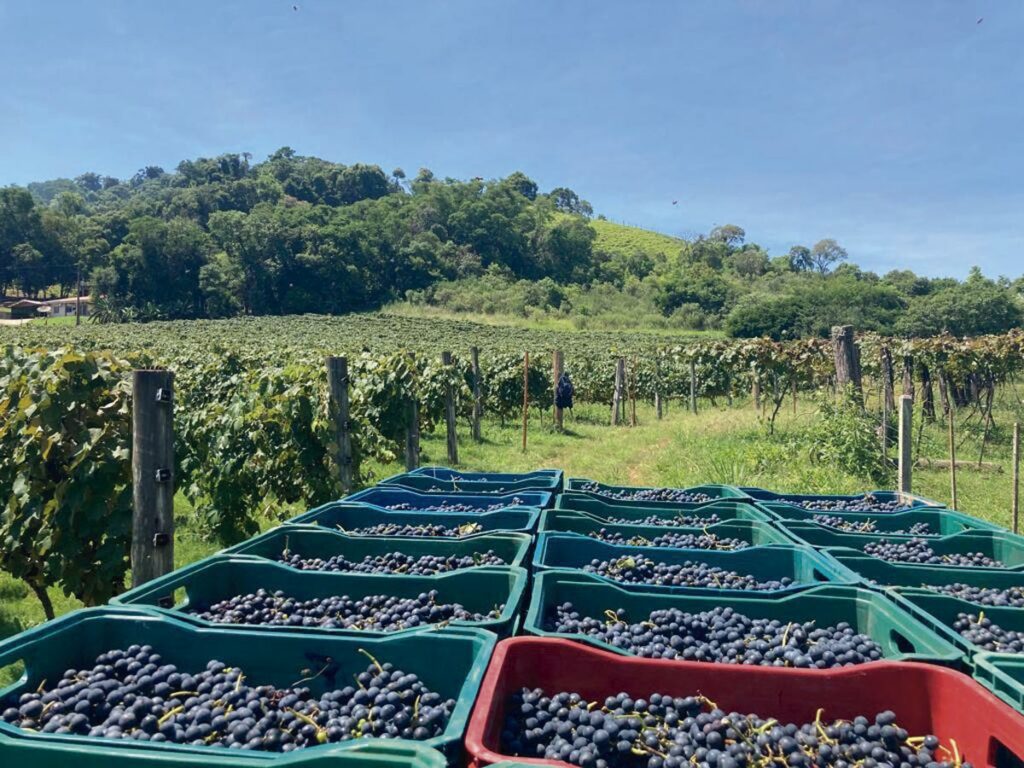 Uvas de cor roxa em caixas recém colhidas de parreiral ensolarado, que pode ser visto ao fundo