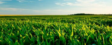 Lavoura de milho com dia ensolarado representando o trabalho de levantamento de custos de produção do Campo Futuro