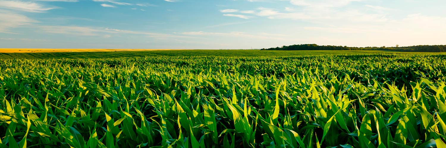 Lavoura de milho com dia ensolarado representando o trabalho de levantamento de custos de produção do Campo Futuro