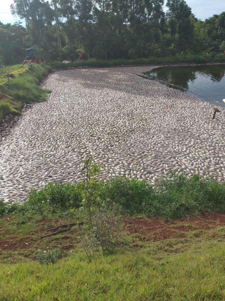 Problemas frequentes de falta e queda de energia impactam produção de tilápias e tambaquis em Marechal Cândido Rondon