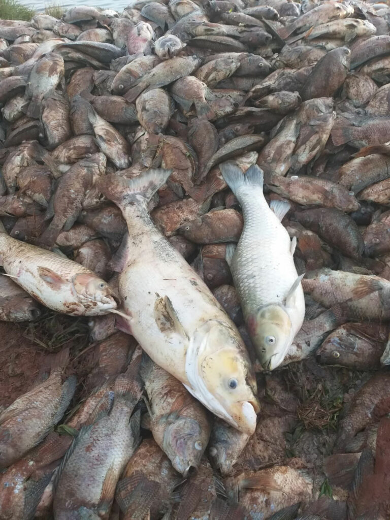 Há seis anos, Hilário Schoninger perdeu 100% da produção de peixes no oeste do Paraná